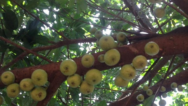 Ashanti Region: Ghanaians express joy on social media as an apple tree ...